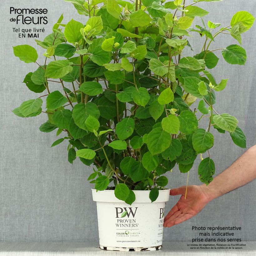 Amostra de Hortênsia arborescens Ruby Annabelle Vaso de 4 L/5 L tal como entregue na primavera