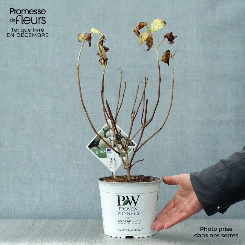 Amostra de Hortênsia arborescens Strong Annabelle ( Incrediball ) Vaso de 2 L/3 L tal como entregue no inverno