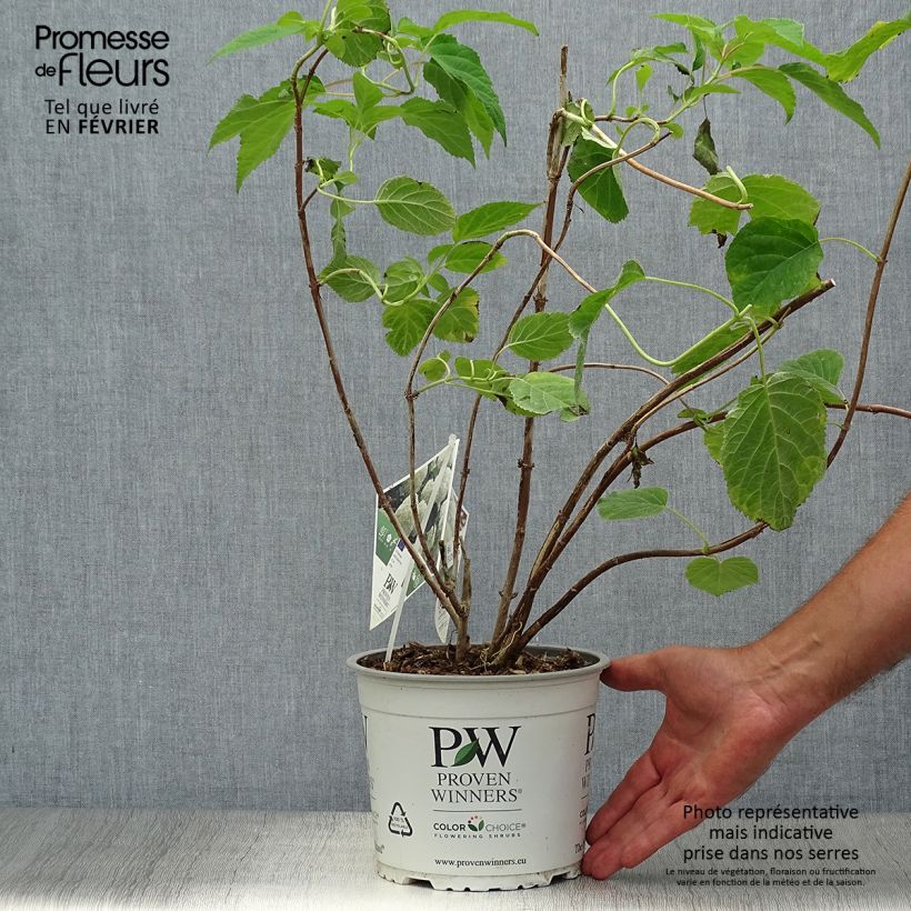 Amostra de Hortênsia arborescens Strong Annabelle ( Incrediball ) Vaso de 2 L/3 L, Arbusto tal como entregue no outono