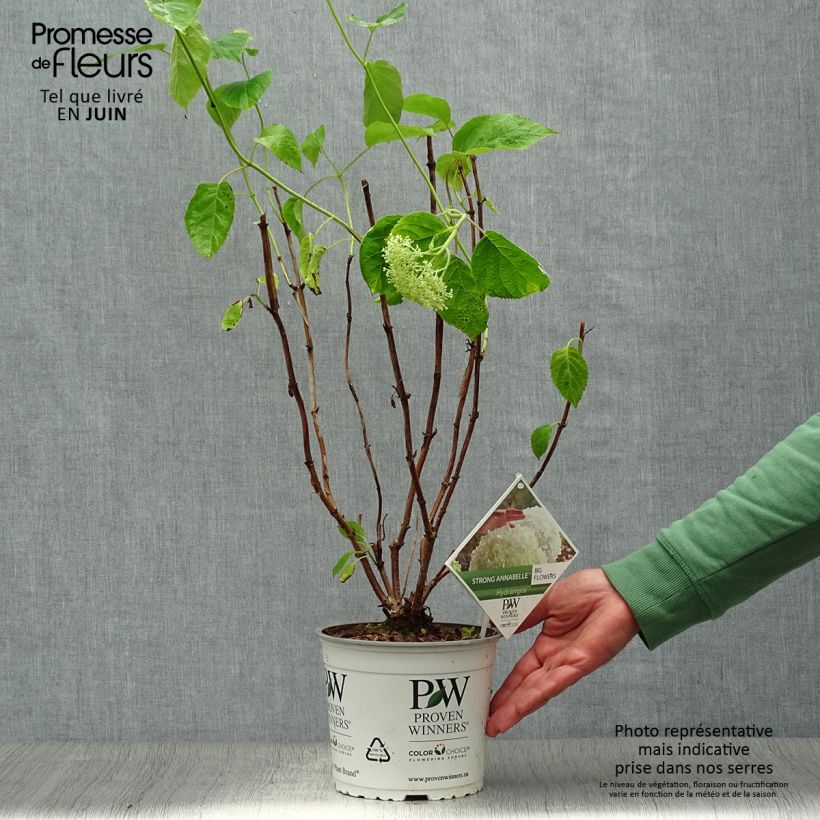 Amostra de Hortênsia arborescens Strong Annabelle ( Incrediball ) Vaso de 2 L/3 L, Arbusto tal como entregue no verão