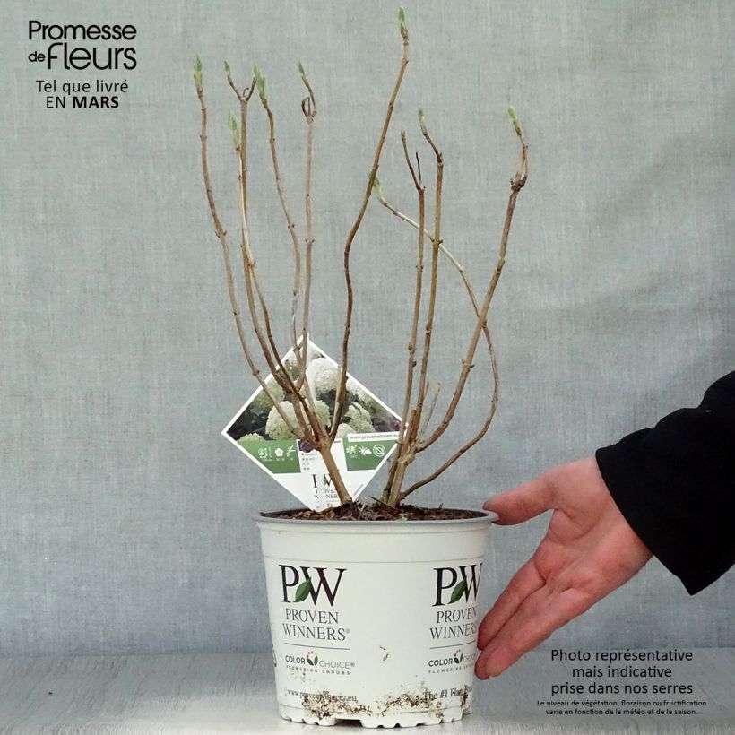 Amostra de Hortênsia arborescens Strong Annabelle ( Incrediball ) Vaso de 2 L/3 L, Arbusto tal como entregue na primavera