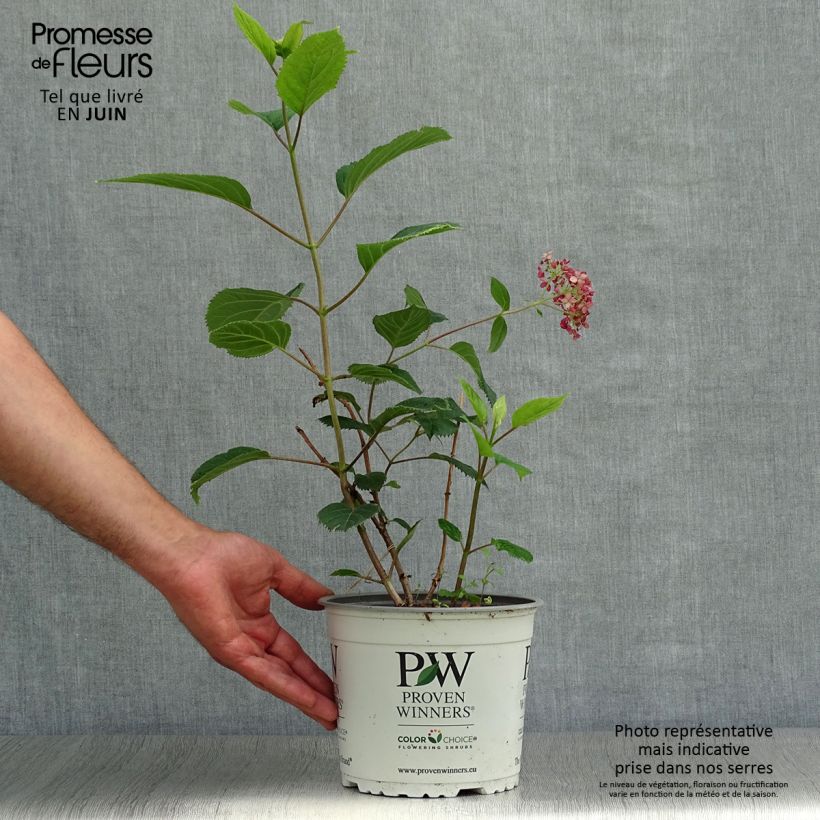 Amostra de Hortênsia arborescens Sweet Annabelle Vaso de 2 L/3 L, Arbusto tal como entregue no verão