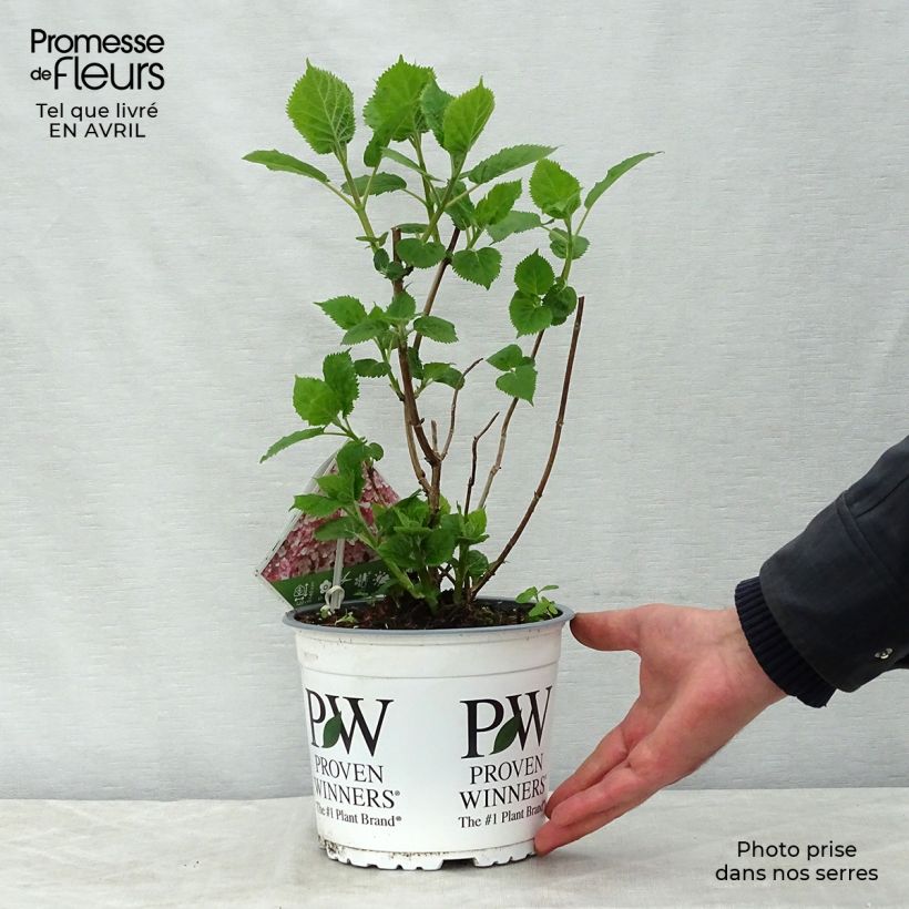 Amostra de Hortênsia arborescens Sweet Annabelle Vaso de 2 L/3 L, Arbusto tal como entregue na primavera