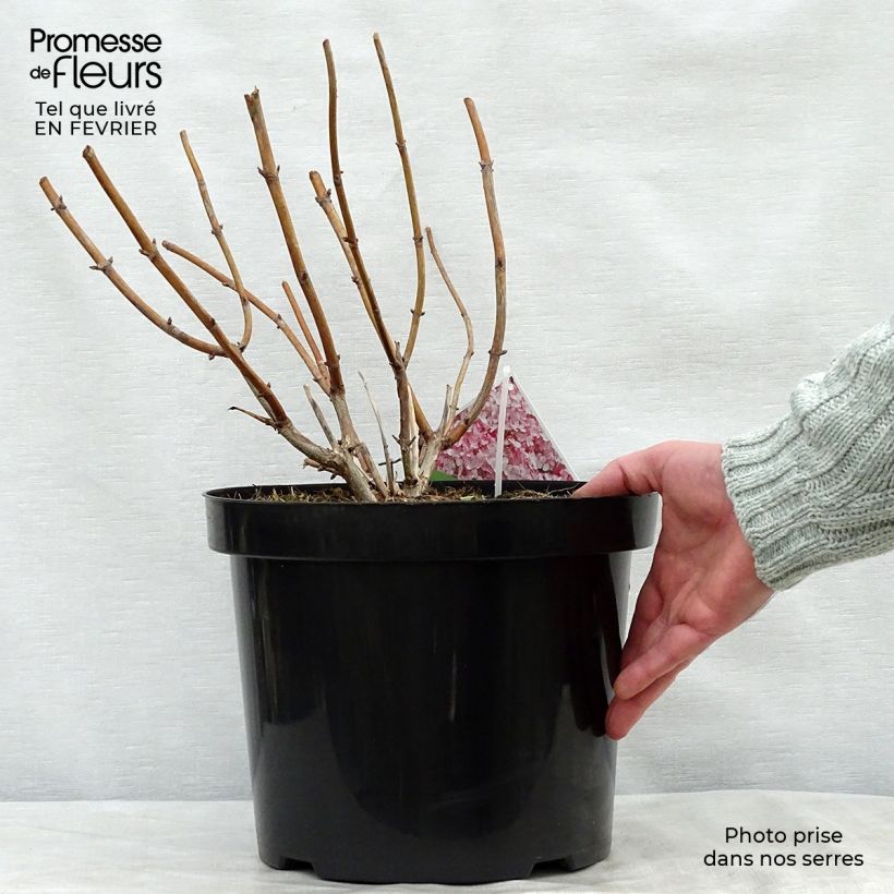Amostra de Hortensia arborescens Sweet Annabelle Vaso de 7,5 L/10 L tal como entregue no inverno