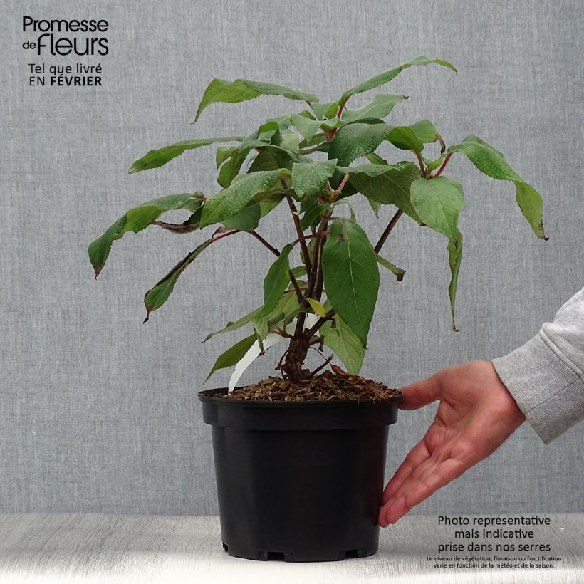 Amostra de Hortênsia aspera Anthony Bullivant Vaso de 3 L/4 L tal como entregue no outono