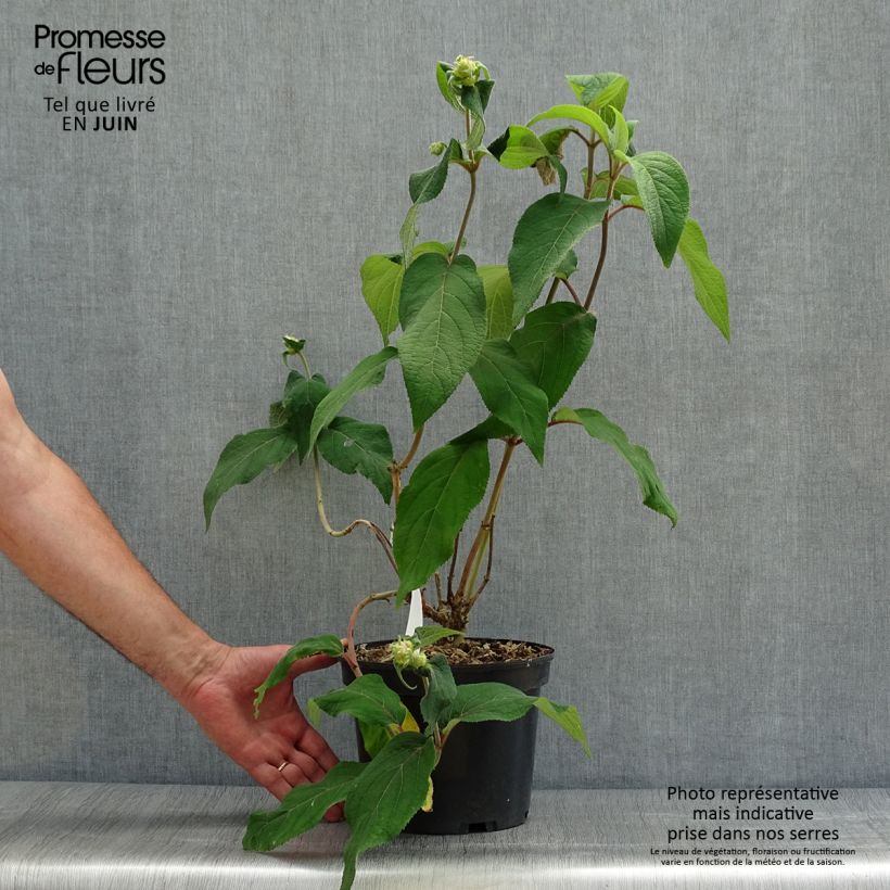 Amostra de Hortênsia aspera Anthony Bullivant Vaso de 3 L/4 L tal como entregue no verão