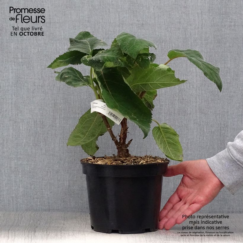 Amostra de Hortênsia aspera Bellevue Vaso de 4 L/5 L tal como entregue no outono
