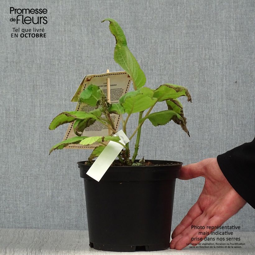 Amostra de Hortênsia aspera subsp. sargentiana Goldrush Vaso de 2 L/3 L tal como entregue no outono