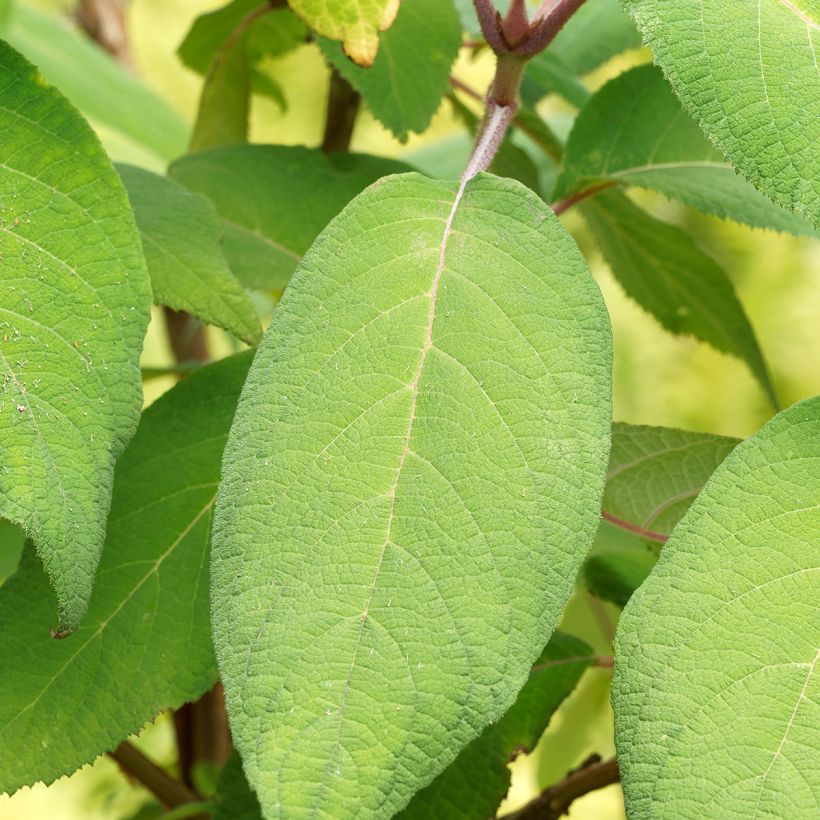 Hortênsia aspera subsp. sargentiana Goldrush (Folhagem)