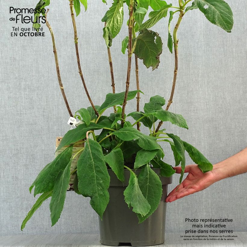 Amostra de Hortênsia aspera Macrophylla Vaso de 7,5 L/10 L tal como entregue no outono