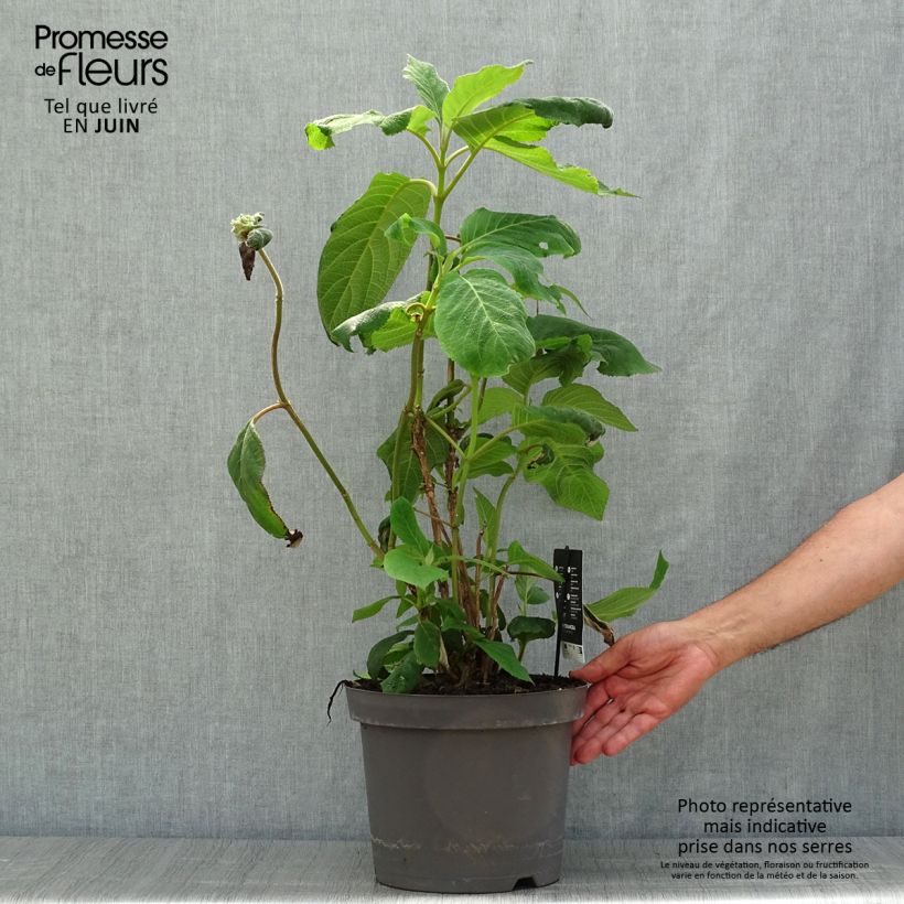 Amostra de Hortênsia aspera Macrophylla Vaso de 7,5 L/10 L tal como entregue no verão