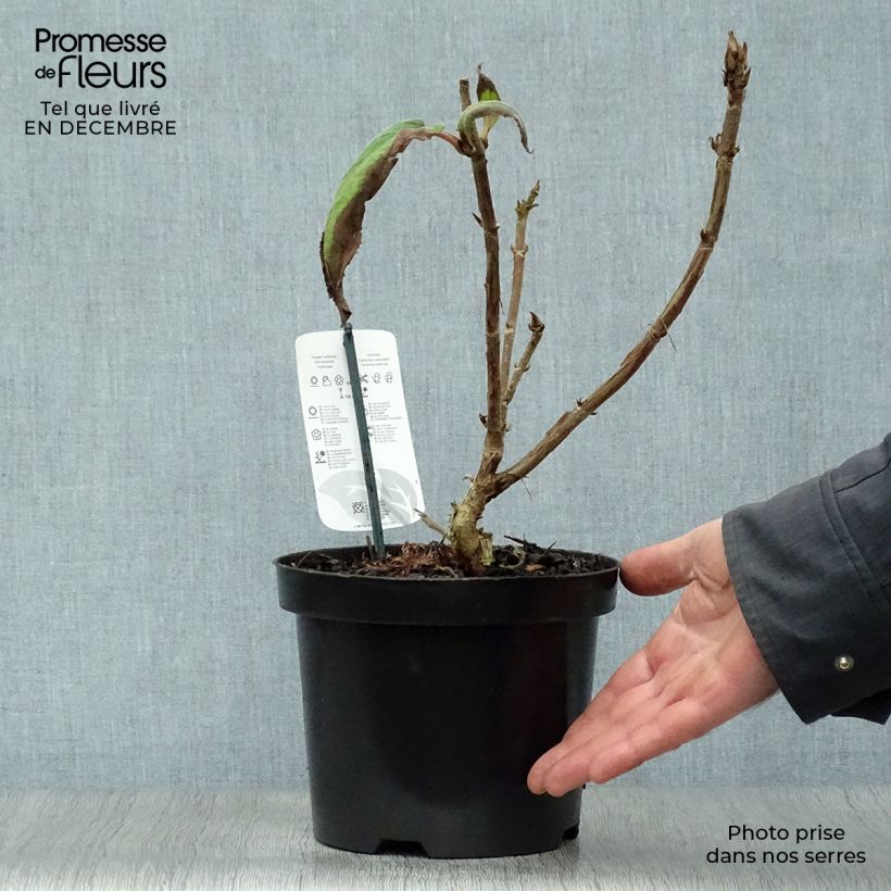 Amostra de Hortensia - Hydrangea aspera Macrophylla  Vaso de 2 L/3 L tal como entregue no inverno