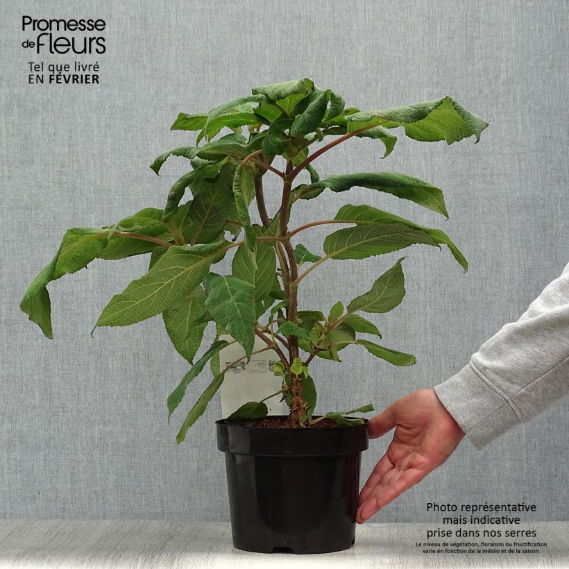 Amostra de Hortênsia aspera Macrophylla Vaso de 2 L/3 L tal como entregue no outono