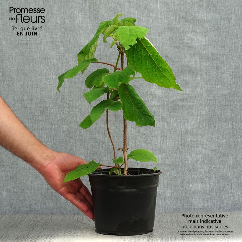 Amostra de Hortênsia aspera Macrophylla Vaso de 2 L/3 L tal como entregue no verão