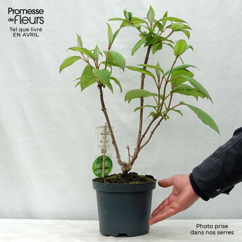 Amostra de Hortênsia aspera Macrophylla Vaso de 2 L/3 L tal como entregue na primavera