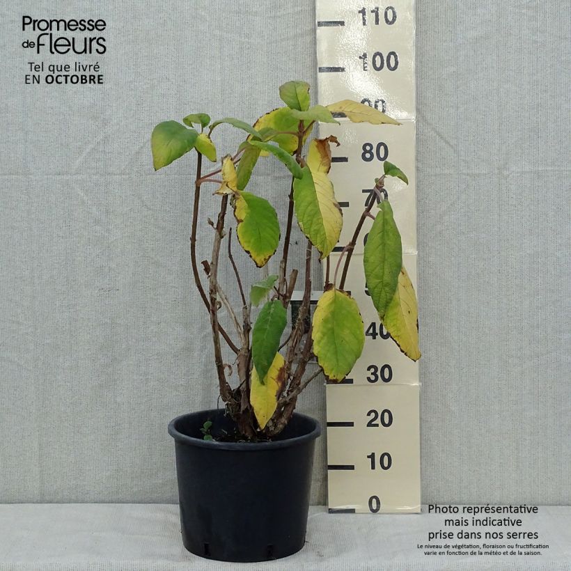 Amostra de Hortênsia aspera Macrophylla Vaso de 12 L/15 L tal como entregue no outono