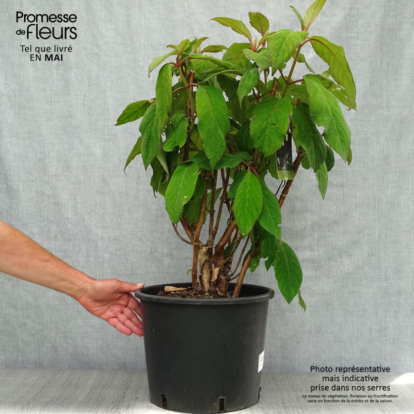 Amostra de Hortênsia aspera Macrophylla Vaso de 12 L/15 L tal como entregue na primavera
