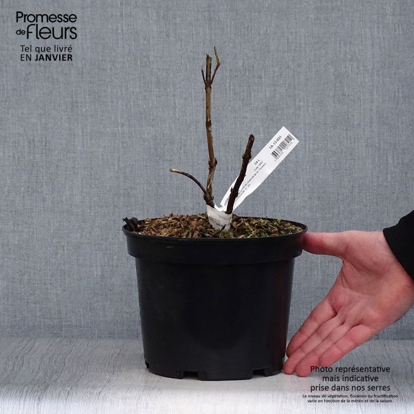 Amostra de Hortênsia aspera Rosemary Foster Vaso de 4 L/5 L tal como entregue no inverno