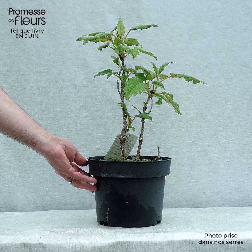 Amostra de Hortênsia aspera subsp.sargentiana Vaso de 3 L/4 L tal como entregue no verão