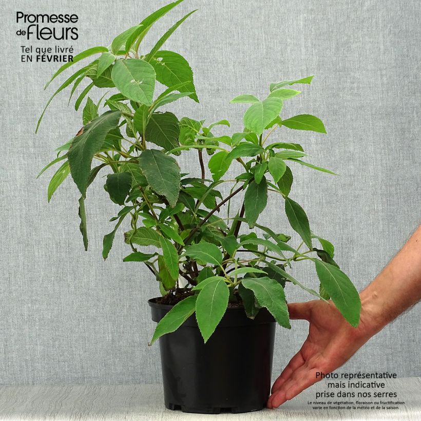 Amostra de Hortênsia aspera Villosa Vaso de 3 L/4 L tal como entregue no outono