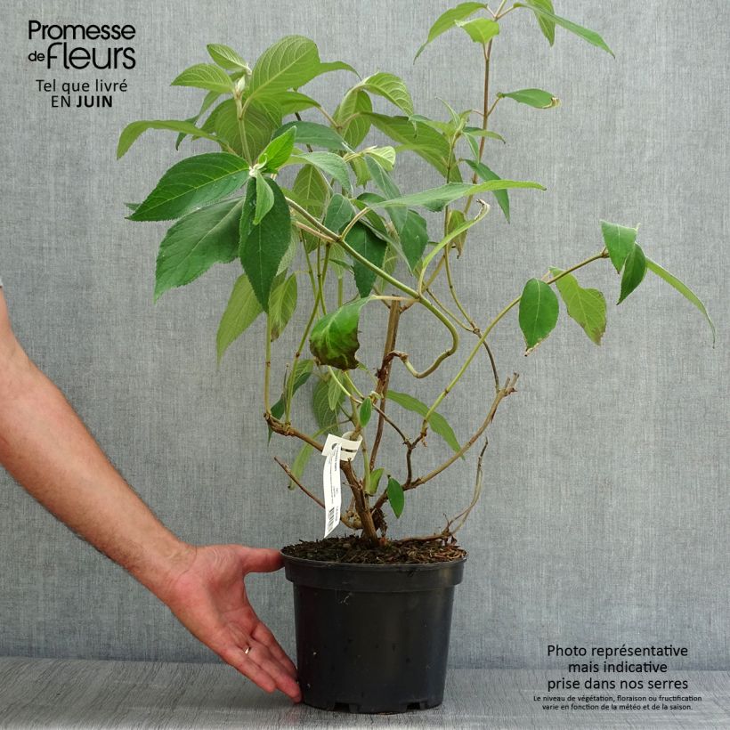 Amostra de Hortênsia aspera Villosa Vaso de 3 L/4 L tal como entregue no verão