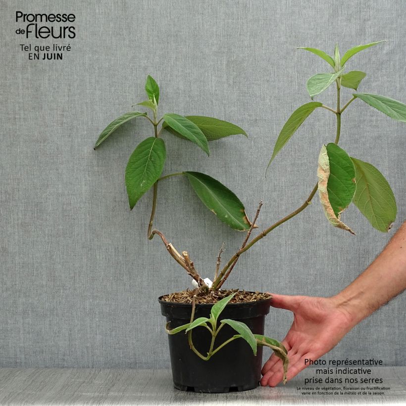 Amostra de Hortênsia aspera Velvet & Lace Vaso de 4 L/5 L tal como entregue no verão