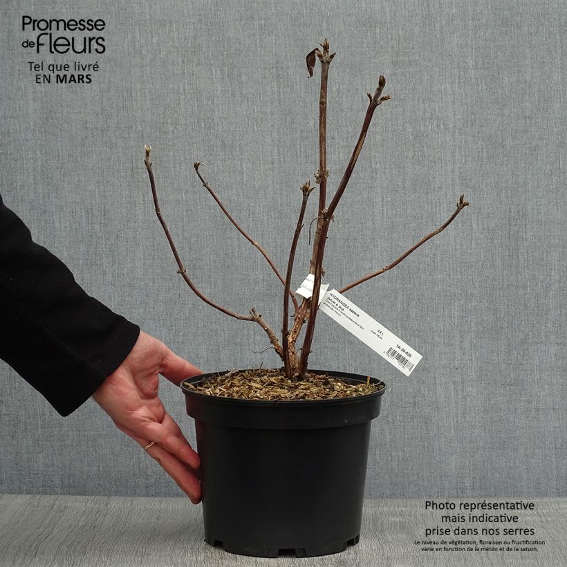Amostra de Hortênsia aspera Velvet & Lace Vaso de 4 L/5 L tal como entregue na primavera