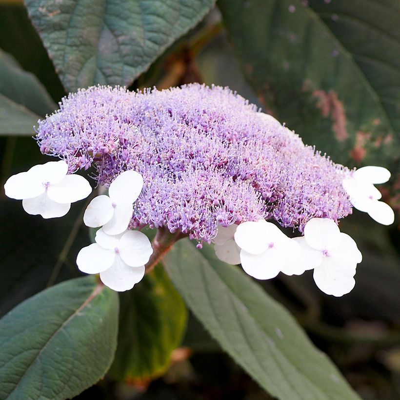 Hortênsia aspera Velvet & Lace (Floração)