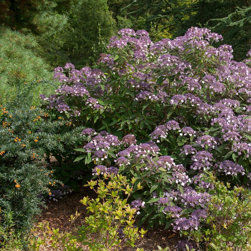 Hortênsia aspera Velvet & Lace (Hábito)