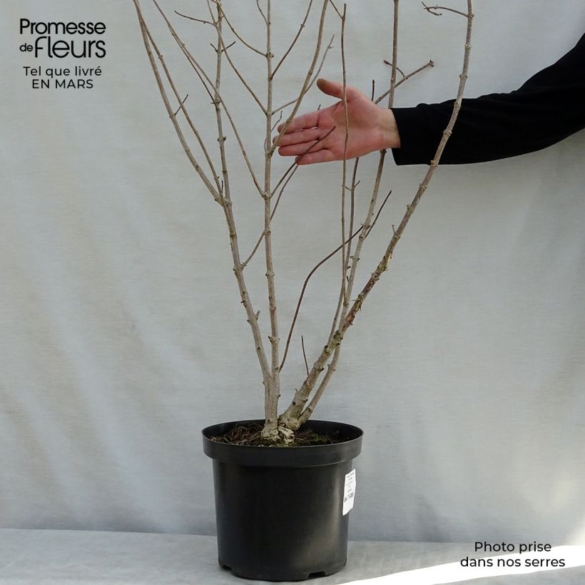 Amostra de Hortensia - Hydrangea heteromalla Pot de 7,5L/10L tal como entregue na primavera