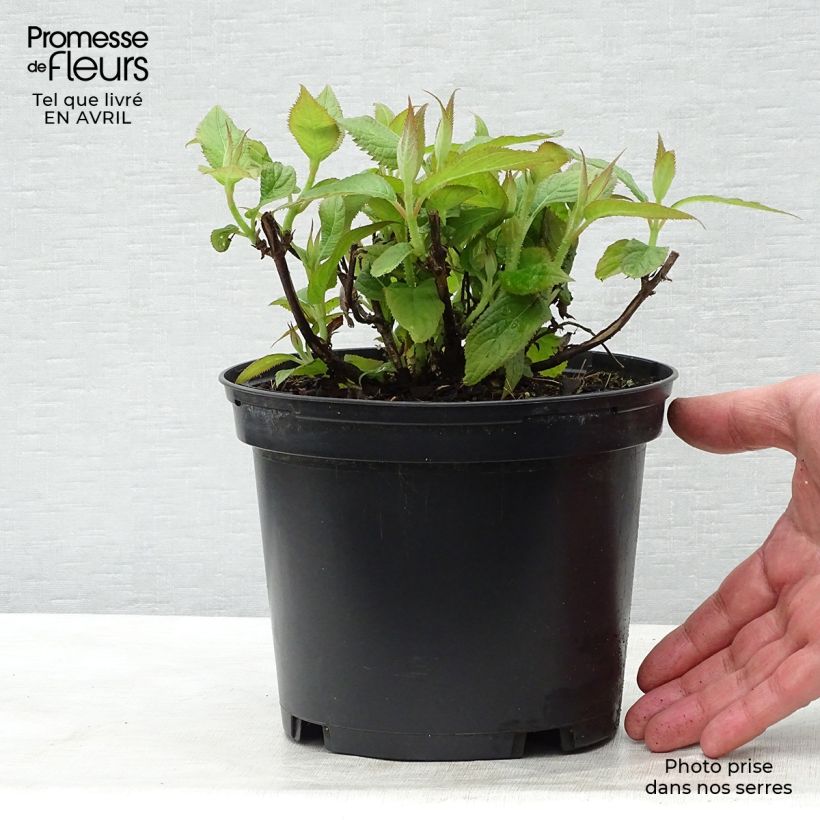 Amostra de Hortênsia involucrata Vaso de 2 L/3 L tal como entregue na primavera