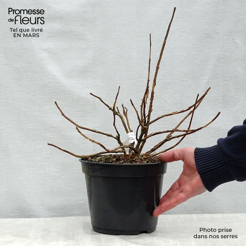 Amostra de Hortênsia involucrata Late Love Vaso de 3 L/4 L tal como entregue na primavera