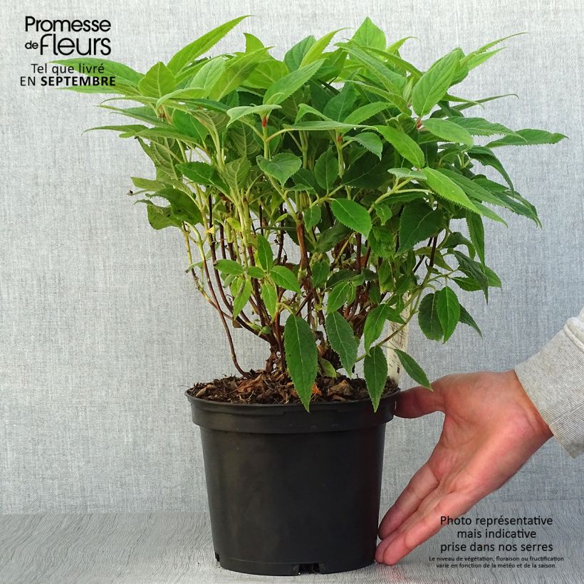 Amostra de Hortênsia involucrata Vaso de 2 L/3 L tal como entregue no outono