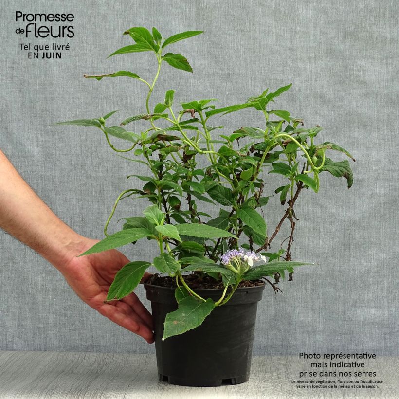 Amostra de Hortênsia involucrata Vaso de 2 L/3 L tal como entregue no verão