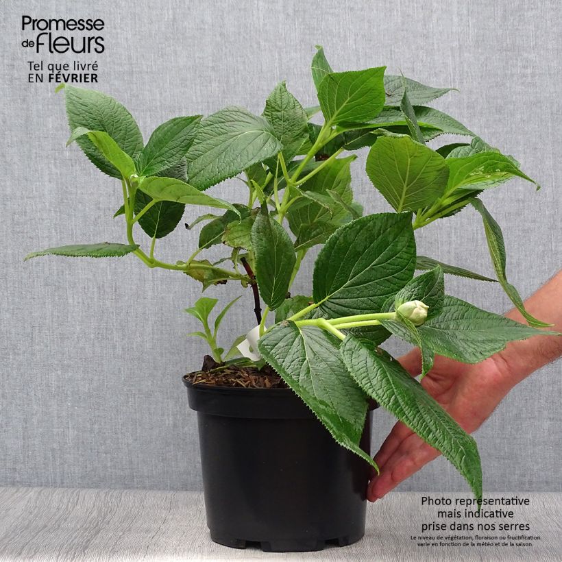 Amostra de Hortênsia involucrata Yoraku Tama Vaso de 4 L/5 L tal como entregue no outono
