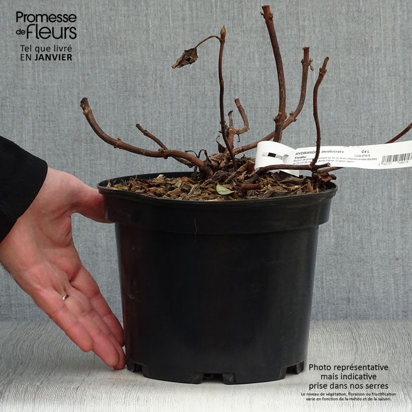 Amostra de Hortênsia involucrata Yoraku Tama Vaso de 4 L/5 L tal como entregue no inverno
