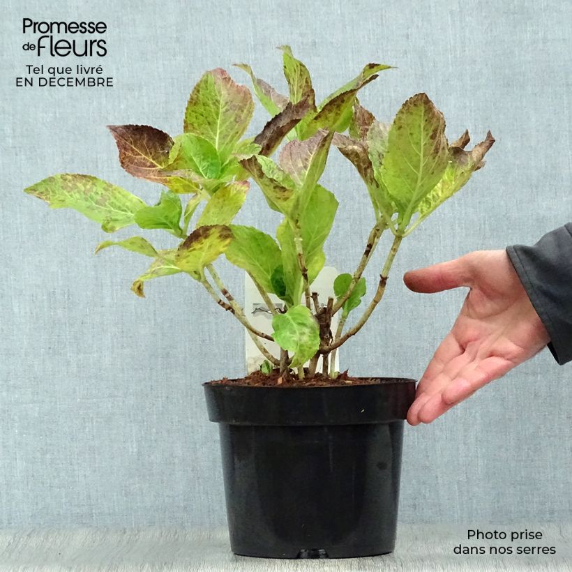 Amostra de Hortensia macrophylla Ayesha Vaso de 2 L/3 L tal como entregue no inverno