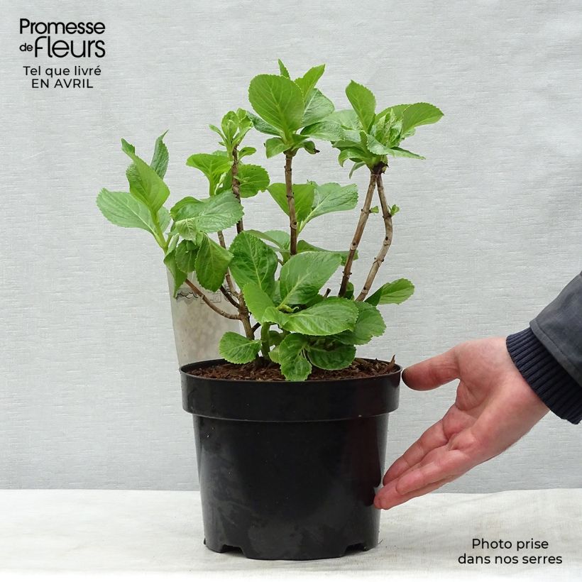 Amostra de Hortênsia macrophylla Ayesha Vaso de 2 L/3 L, Arbusto tal como entregue na primavera