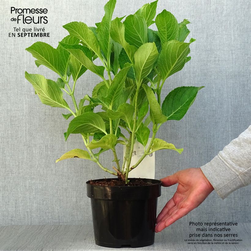 Amostra de Hortênsia macrophylla Ayesha Vaso de 2 L/3 L, Arbusto tal como entregue no outono