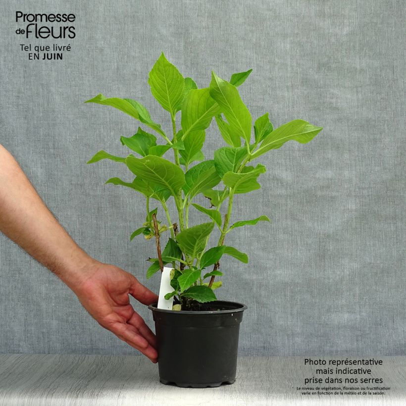 Amostra de Hortênsia macrophylla Ayesha Vaso de 2 L/3 L, Arbusto tal como entregue no verão