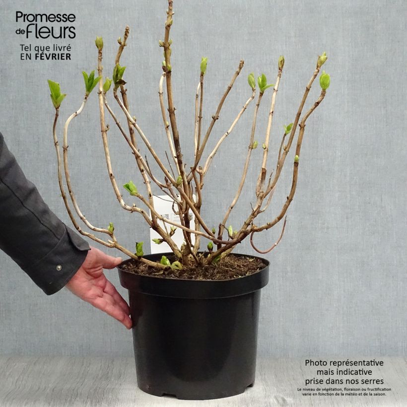 Amostra de Hortensia macrophylla Ayesha Vaso de 7,5 L/10 L tal como entregue no inverno