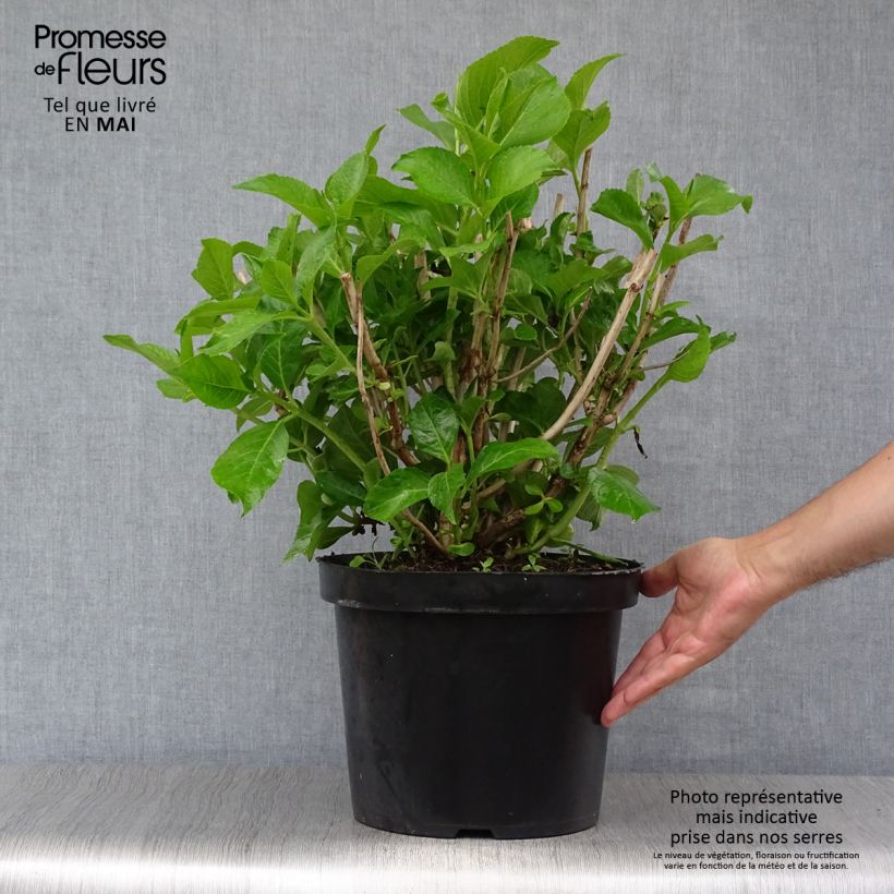 Amostra de Hortênsia macrophylla Ayesha Vaso de 7,5 L/10 L tal como entregue na primavera
