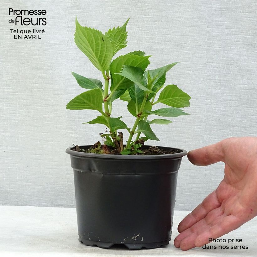 Amostra de Hortênsia macrophylla Baron Rouge Vaso de 2 L/3 L tal como entregue na primavera