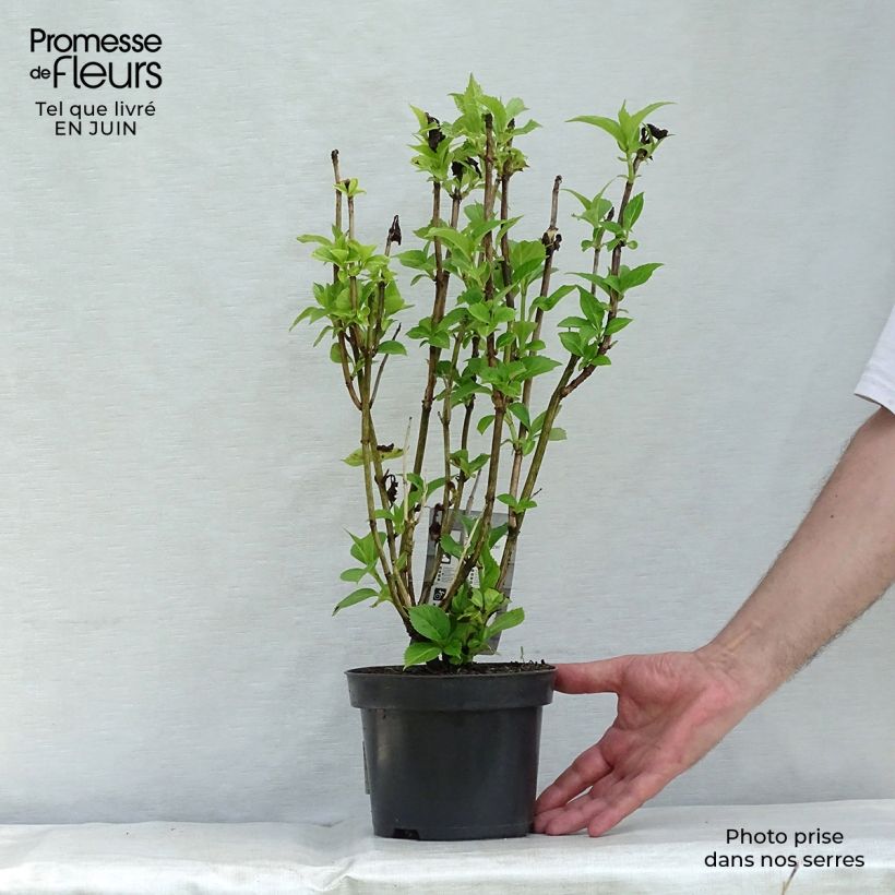 Amostra de Hortênsia macrophylla Baron Rouge Vaso de 2 L/3 L tal como entregue no verão