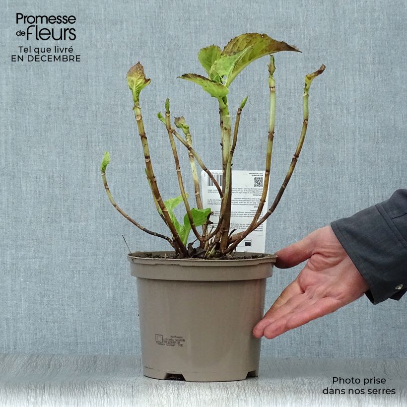 Amostra de Hortensia - Hydrangea macrophylla Baron Rouge  Vaso de 2 L/3 L tal como entregue no inverno