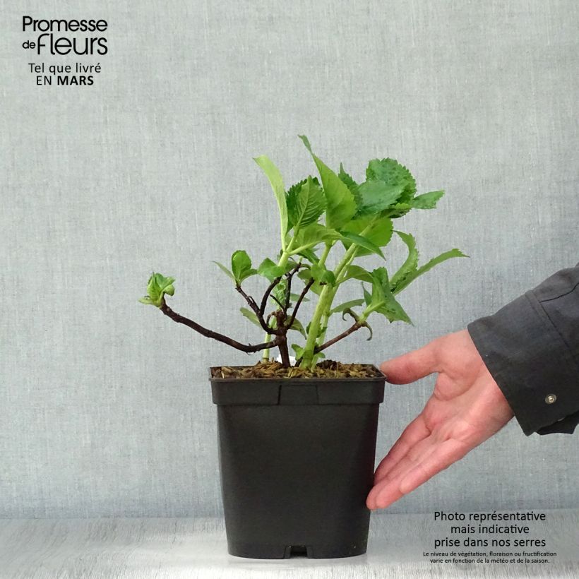 Amostra de Hortênsia macrophylla Beauté Vendômoise Vaso de 2 L/3 L tal como entregue na primavera