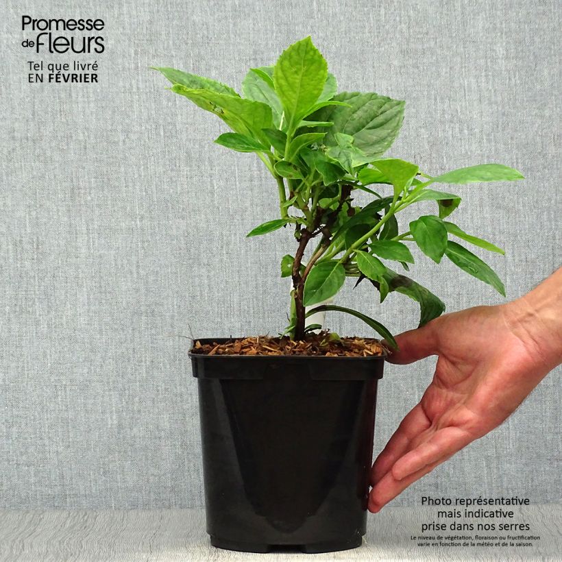 Amostra de Hortênsia macrophylla Beauté Vendômoise Vaso de 2 L/3 L tal como entregue no outono