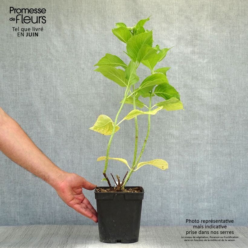 Amostra de Hortênsia macrophylla Beauté Vendômoise Vaso de 2 L/3 L tal como entregue no verão