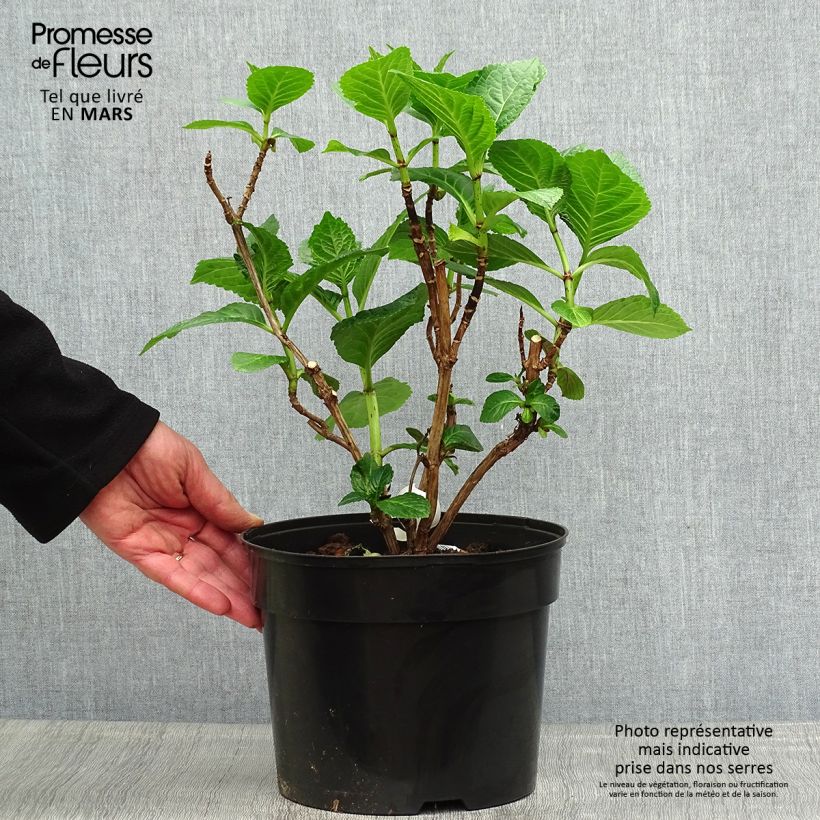 Amostra de Hortênsia macrophylla Beautensia Dali Vaso de 4 L/5 L tal como entregue na primavera