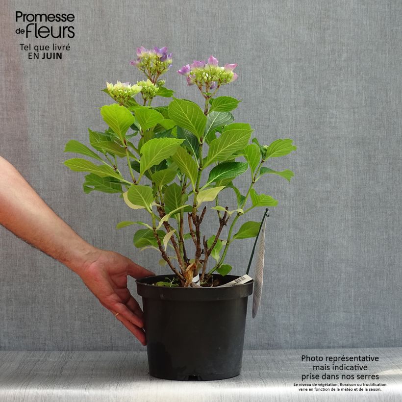 Amostra de Hortênsia macrophylla Beautensia Spike Vaso de 4 L/5 L tal como entregue na primavera
